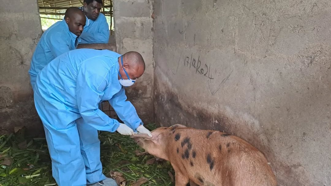 TVLA YAKUSANYA SAMPULI ZA NGURUWE WALIOSHAMBULIWA NA UGONJWA PWANI